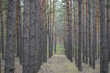 Ormancılık. Ormana tam olarak çam ağaçları diktim..