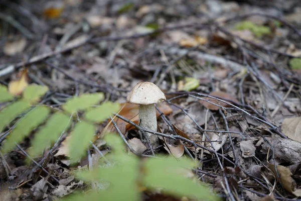Ormanda mantar. Mantar çarkıfeleği