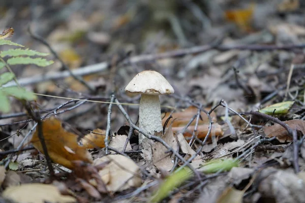 Cogumelo na floresta. Volante de cogumelos — Fotografia de Stock