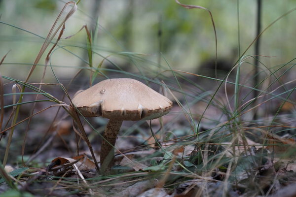 Mushroom in the forest. Mushroom flywheel