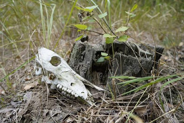 Der Schädel eines Tieres im Wald. — Stockfoto