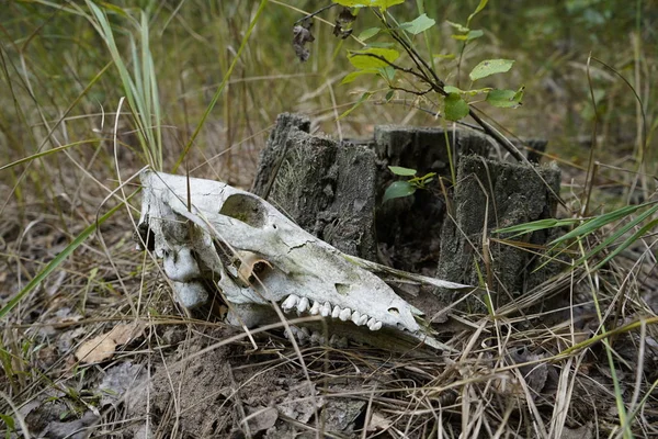 The skull of an animal in the forest.