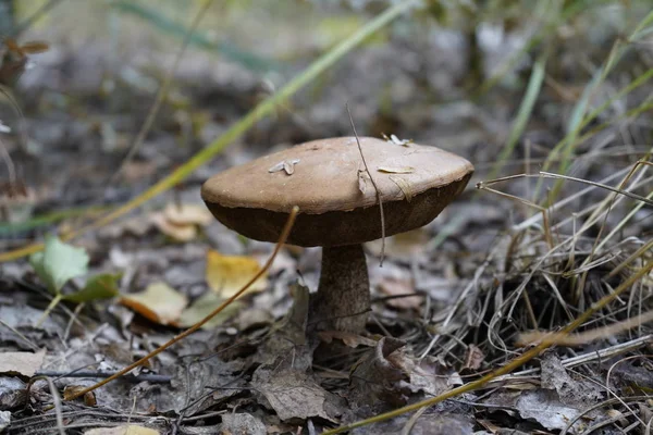Cogumelo na floresta. Volante de cogumelos — Fotografia de Stock