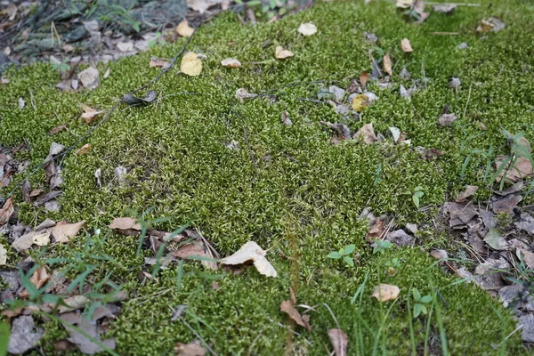 Lumut di hutan. Sebuah benjolan terletak di lumut hutan . — Stok Foto