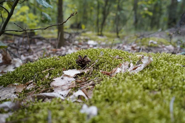 Мосс в лісі. На моху лежить бампер.. — стокове фото