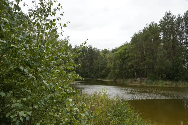 Vacker skogssjö. Sjön bland skog och tallar. — Stockfoto