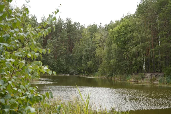 Gyönyörű erdei tó. A tó az erdő és a fenyők között. — Stock Fotó