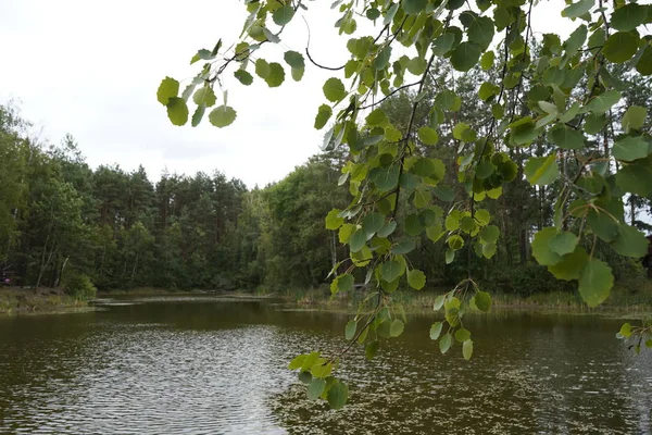 Vacker skogssjö. Sjön bland skog och tallar. — Stockfoto