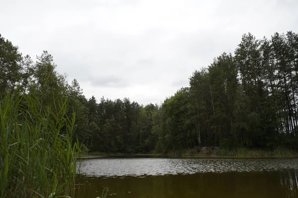 아름다운 숲의 호수. 숲 과 소나무 사이에 있는 호수. — 스톡 사진