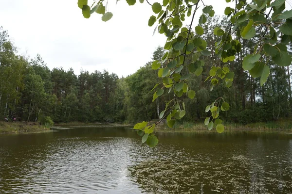 Vacker skogssjö. Sjön bland skog och tallar. — Stockfoto