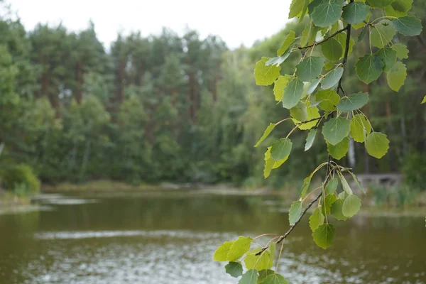 아름다운 숲의 호수. 숲 과 소나무 사이에 있는 호수. — 스톡 사진