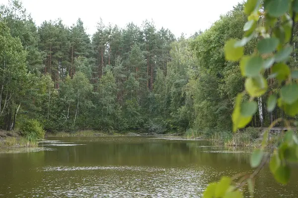 Vacker skogssjö. Sjön bland skog och tallar. — Stockfoto