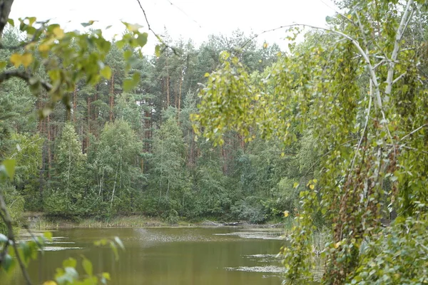 Vacker skogssjö. Sjön bland skog och tallar. — Stockfoto