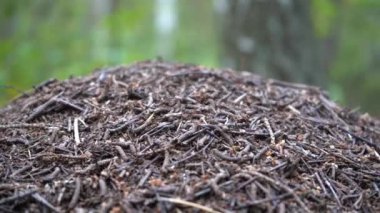Ormandaki Ant Tepesi. Karıncalar ormanda karınca yuvası boyunca sürünürler..