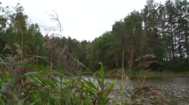 Güzel orman gölü. Orman ve çamların arasındaki göl..