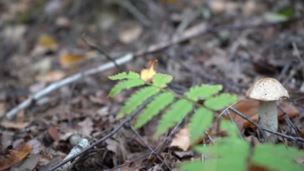 Ormanda Mantar Mantar Çarkıfeleği — Stok video