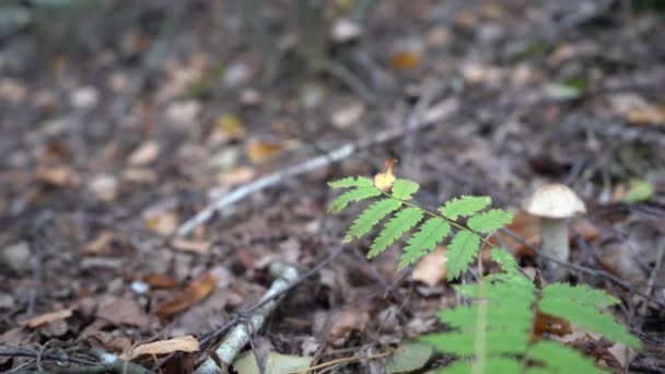 Cogumelo Floresta Volante Cogumelos — Vídeo de Stock