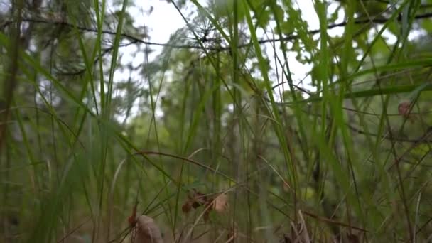 Ormanda Mantar Mantar Çarkıfeleği — Stok video