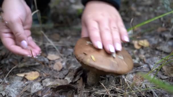 Una Chica Bosque Recoge Setas Chica Encontró Hongo Bosque — Vídeo de stock