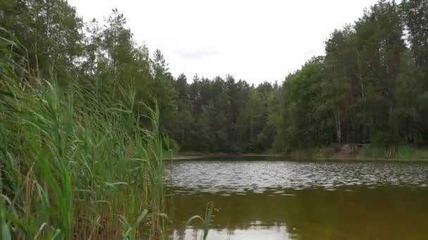 Lindo Lago Florestal Lago Entre Floresta Pinheiros — Vídeo de Stock
