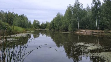 Güzel orman gölü. Orman ve çamların arasındaki göl..