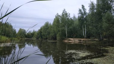 Güzel orman gölü. Orman ve çamların arasındaki göl..