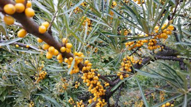 Dallarda deniz karabatağı meyvesi. Dikenli deniz mahsulü..