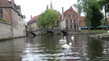 Bruges, Belçika - Mayıs 2019: Şehrin su kanallarının görüntüsü. Güzel şehir manzarası. Gölde ördek yavrularıyla kuğu.