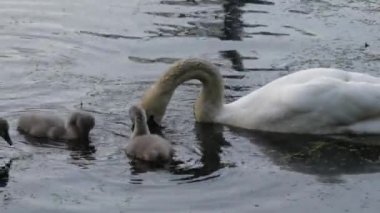 Gölde ördek yavrularıyla kuğu.