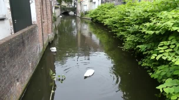 Brugge België Mei 2019 Zicht Waterkanalen Van Stad Mooi Uitzicht — Stockvideo