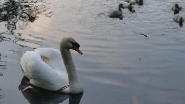 Cisne Com Patinhos Lago — Vídeo de Stock