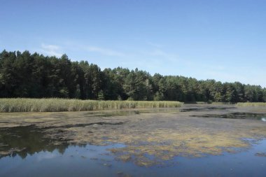 Orman Gölü. Orman gölündeki sazlikler.