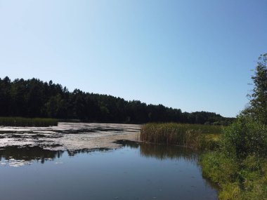 Orman Gölü. Orman gölündeki sazlikler.