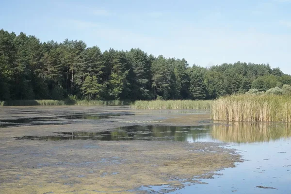 Orman Gölü. Orman gölündeki sazlikler.
