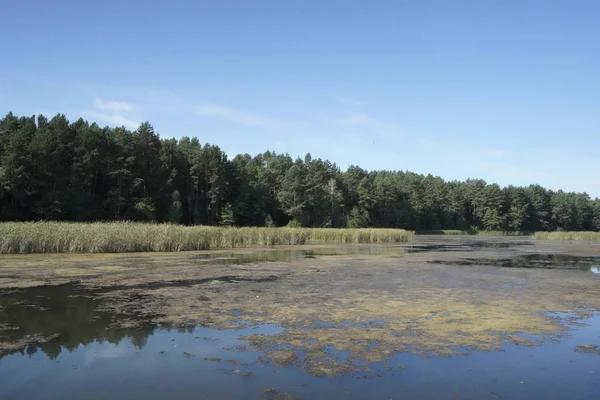 Orman Gölü. Orman gölündeki sazlikler.