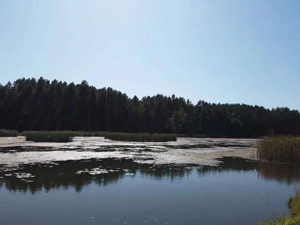 Orman Gölü. Orman gölündeki sazlikler.