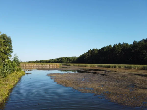 Orman Gölü. Orman gölündeki sazlikler.