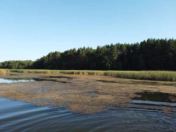 Orman Gölü. Orman gölündeki sazlikler.
