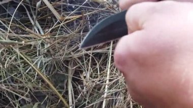 Erkek elleri çakmaktaşı ile magnezyum çubuk kullanarak bir yangın yapmak. Şenlik ateşi sırasında kıvılcımlar.