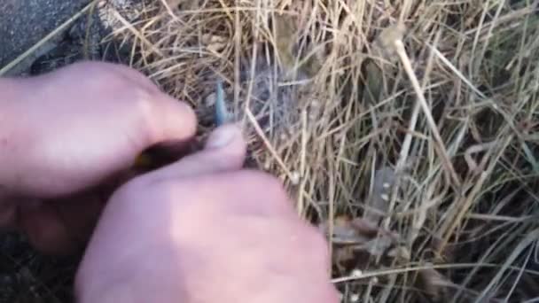 Male Hands Make Fire Using Magnesium Rod Flint Sparks Bonfire — Stock Video