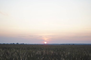 Akşam güneşinin ışınlarında ot dikenleri. Gün batımı üzerinde