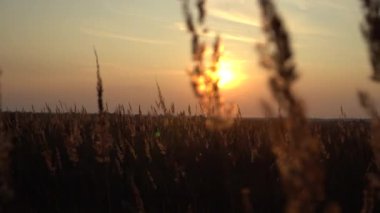 Akşam güneşinin ışınlarında ot dikenleri. Sahada gün batımı. Güneşin arka ışığında çimen.