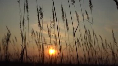 Akşam güneşinin ışınlarında ot dikenleri. Sahada gün batımı. Güneşin arka ışığında çimen.