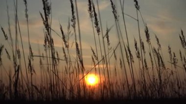 Akşam güneşinin ışınlarında ot dikenleri. Sahada gün batımı. Güneşin arka ışığında çimen.