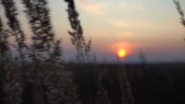 Akşam güneşinin ışınlarında ot dikenleri. Sahada gün batımı. Güneşin arka ışığında çimen.