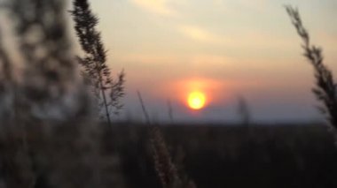 Akşam güneşinin ışınlarında ot dikenleri. Sahada gün batımı. Güneşin arka ışığında çimen.