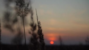 Akşam güneşinin ışınlarında ot dikenleri. Sahada gün batımı. Güneşin arka ışığında çimen.