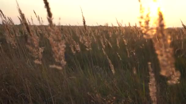 Espiguillas Hierba Los Rayos Del Sol Tarde Puesta Sol Campo — Vídeo de stock