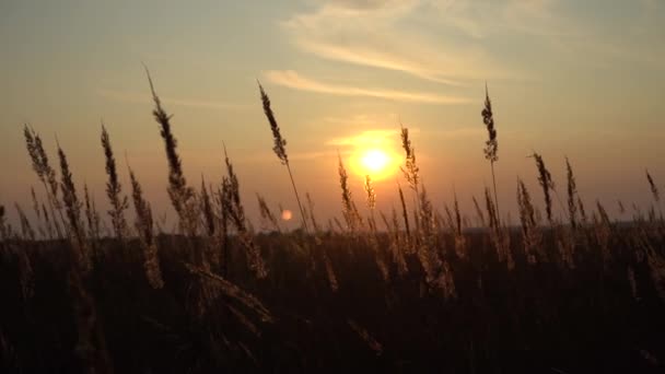 Spikelets Grama Nos Raios Sol Noite Pôr Sol Campo Grama — Vídeo de Stock