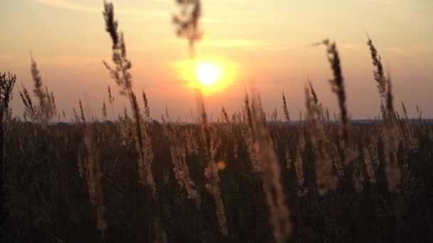 Spikelets Gräs Strålar Afton Solen Solnedgång Fältet Gräs Bakgrundsbelysningen Solen — Stockvideo